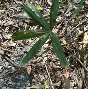 Livistona australis at Ulladulla, NSW - suppressed