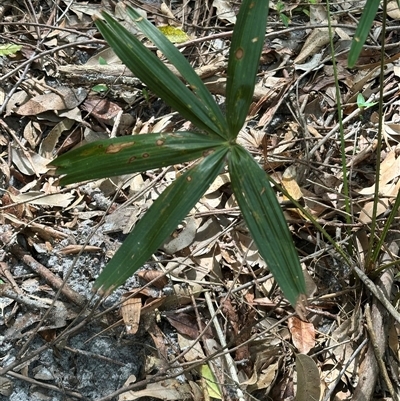 Livistona australis (Australian Cabbage Palm) at Ulladulla, NSW - 27 Nov 2024 by lbradley