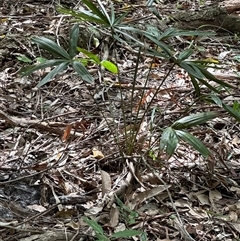 Livistona australis at Ulladulla, NSW - suppressed