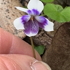 Viola banksii at Ulladulla, NSW - 27 Nov 2024 by lbradley