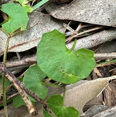 Viola banksii at Ulladulla, NSW - 28 Nov 2024 10:23 AM