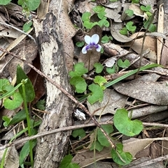 Viola banksii at Ulladulla, NSW - 28 Nov 2024 10:23 AM