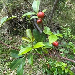 Synoum glandulosum (Scentless Rosewood) at Ulladulla, NSW - 27 Nov 2024 by lbradley