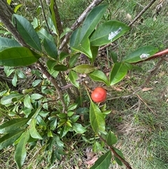 Synoum glandulosum at Ulladulla, NSW - 28 Nov 2024