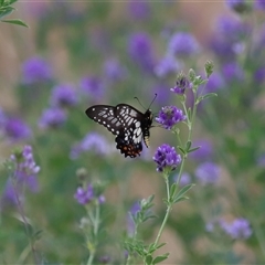 Papilio anactus (Dainty Swallowtail) at Yarralumla, ACT - 26 Nov 2024 by TimL