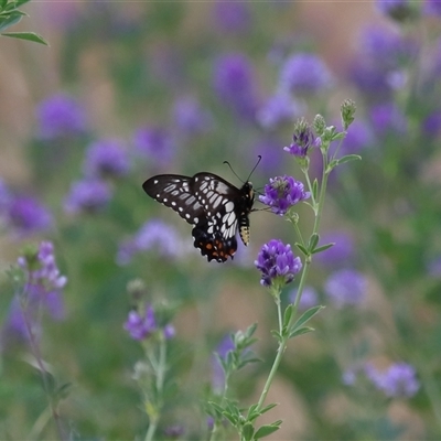 Papilio anactus (Dainty Swallowtail) at Yarralumla, ACT - 26 Nov 2024 by TimL