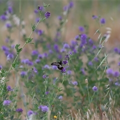 Papilio anactus at Yarralumla, ACT - 26 Nov 2024