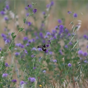 Papilio anactus at Yarralumla, ACT - 26 Nov 2024