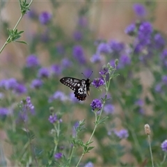 Papilio anactus at Yarralumla, ACT - 26 Nov 2024