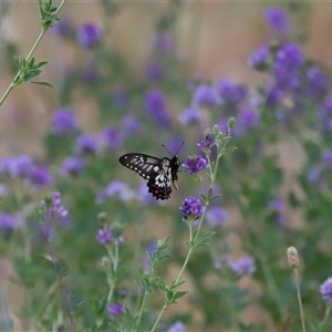 Papilio anactus at Yarralumla, ACT - 26 Nov 2024 01:50 PM