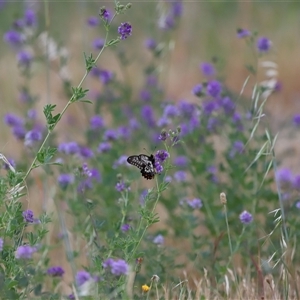 Papilio anactus at Yarralumla, ACT - 26 Nov 2024