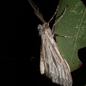 Ciampa arietaria at Freshwater Creek, VIC - 16 May 2020