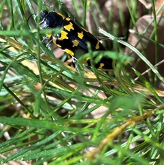 Cyrioides imperialis (Banksia jewel beetle) at Ulladulla, NSW - 28 Nov 2024 by lbradley