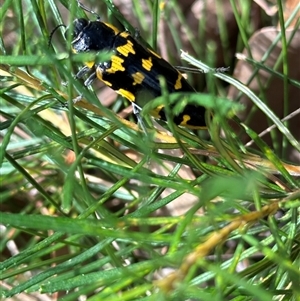 Cyrioides imperialis (Banksia jewel beetle) at Ulladulla, NSW by lbradley