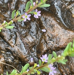 Lythrum hyssopifolia at Rendezvous Creek, ACT - 27 Nov 2024