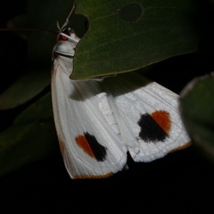 Thalaina selenaea at Freshwater Creek, VIC - 17 May 2020