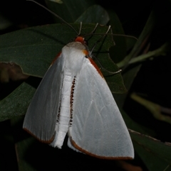 Thalaina selenaea at Freshwater Creek, VIC - 17 May 2020