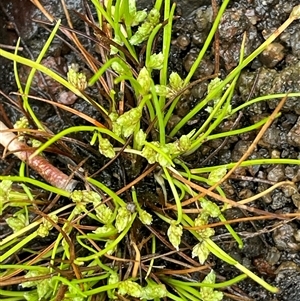 Isolepis gaudichaudiana at Rendezvous Creek, ACT - 27 Nov 2024 12:56 PM