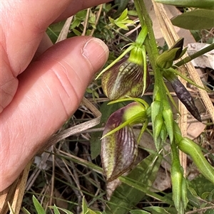 Cryptostylis erecta at Ulladulla, NSW - suppressed