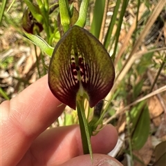 Cryptostylis erecta at Ulladulla, NSW - suppressed