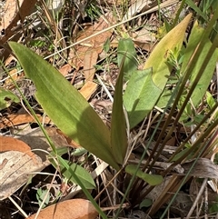 Cryptostylis erecta at Ulladulla, NSW - suppressed