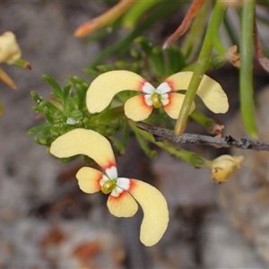 Stylidium eriopodum at Martin, WA - 10 Nov 2024 11:28 AM