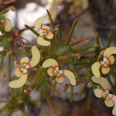 Stylidium eriopodum at Martin, WA - 10 Nov 2024 11:28 AM