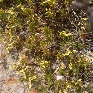 Stylidium eriopodum at Martin, WA - 10 Nov 2024 11:28 AM