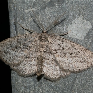 Zermizinga sinuata at Freshwater Creek, VIC - 17 May 2020