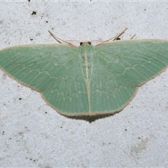 Chlorocoma dichloraria (Guenee's or Double-fringed Emerald) at Freshwater Creek, VIC - 17 May 2020 by WendyEM