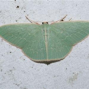 Chlorocoma dichloraria at Freshwater Creek, VIC - 17 May 2020