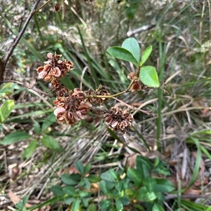 Dodonaea triquetra (Large-leaf Hop-Bush) at Ulladulla, NSW by lbradley