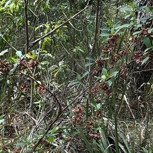 Dodonaea triquetra at Ulladulla, NSW - 28 Nov 2024 10:00 AM