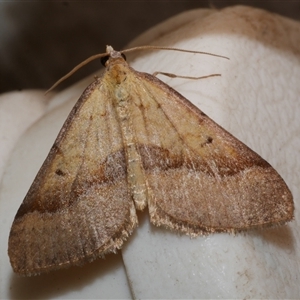 Anachloris subochraria at Freshwater Creek, VIC - 17 May 2020