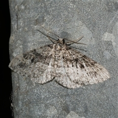 Aponotoreas dascia (Dascia Carpet) at Freshwater Creek, VIC - 17 May 2020 by WendyEM