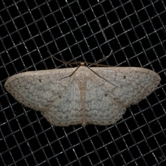 Scopula optivata (Varied Wave) at Freshwater Creek, VIC - 17 May 2020 by WendyEM