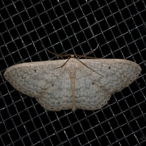 Scopula optivata at Freshwater Creek, VIC - 17 May 2020