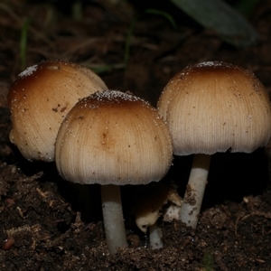 Coprinellus etc. at Freshwater Creek, VIC - 20 May 2020