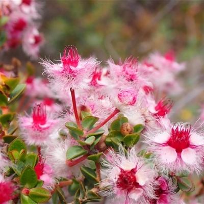 Unidentified Other Wildflower or Herb at Martin, WA - 10 Nov 2024 by AnneG1