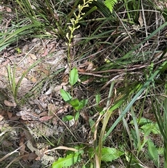 Lomatia ilicifolia at Ulladulla, NSW - 28 Nov 2024 09:59 AM