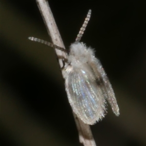 Psychodidae sp. (family) at Freshwater Creek, VIC by WendyEM