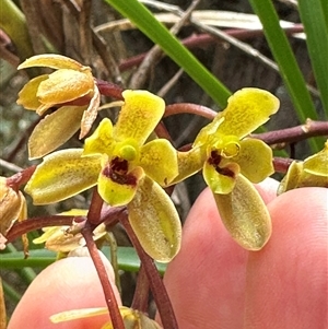 Cymbidium suave (Snake Orchid) at Ulladulla, NSW by lbradley