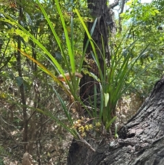 Cymbidium suave at Ulladulla, NSW - suppressed