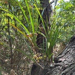 Cymbidium suave at Ulladulla, NSW - suppressed