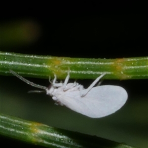 Coniopterygidae (family) at Freshwater Creek, VIC - 25 May 2020