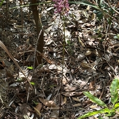 Dipodium variegatum (Blotched Hyacinth Orchid) at Ulladulla, NSW - 28 Nov 2024 by lbradley