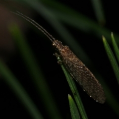 Micromus tasmaniae at Freshwater Creek, VIC - 25 May 2020 by WendyEM