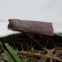 Paralaea porphyrinaria (Chestnut Vein Crest Moth) at Freshwater Creek, VIC - 26 May 2020 by WendyEM