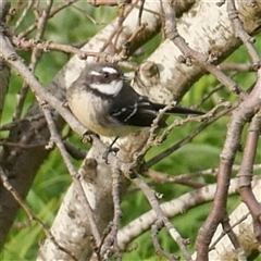 Rhipidura albiscapa (Grey Fantail) at Freshwater Creek, VIC - 28 May 2020 by WendyEM