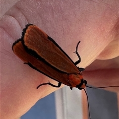 Cyana meyricki (A Tiger moth (Lithosiini) at Ulladulla, NSW - 28 Nov 2024 by lbradley